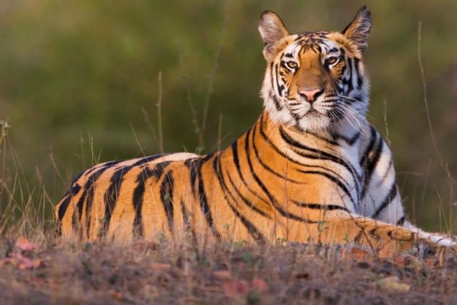 PENCH TURIA, KANHA MUKKI , TADOBA MOHARLI , BANDHAVGARH TALA, SATPURA CHURNA,SAFARI PACKAGE